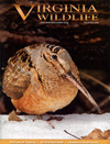 Best Price for Virginia Wildlife Magazine Subscription