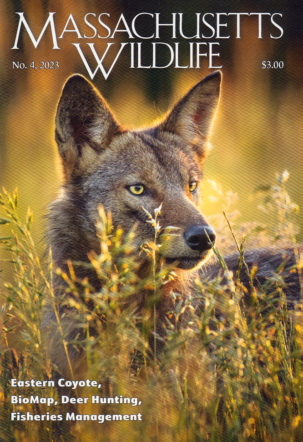 Best Price for Massachusetts Wildlife Magazine Subscription