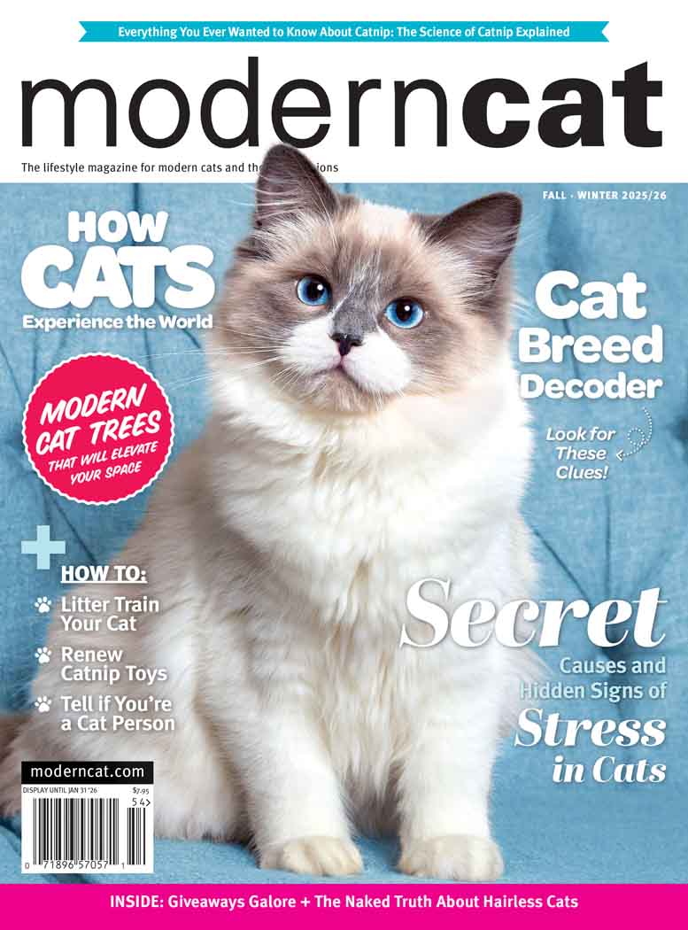 Best Price for Modern Cat Magazine Subscription