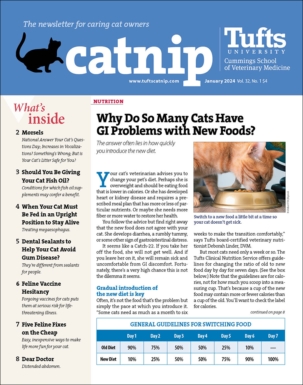 Best Price for Catnip Magazine Subscription